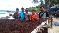 rumput-laut