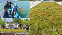 rumput-laut