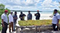 rumput-laut