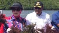 gub-panen-rumput-laut