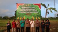 Penanaman Bibit Jagung